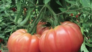 Все о крупных томатах для открытого грунта