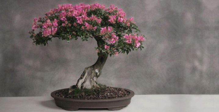 Sakura bonsai: jak pěstovat ze semen a pečovat o strom doma, botanický popis rostliny a příprava na výsadbu s fotografií