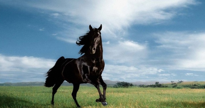 Mustang divoký kůň: jak to vypadá, historie, lokalita a životní styl