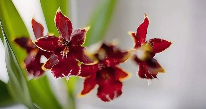 Виды Домашних Орхидей С Фото И Названиями