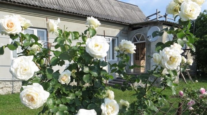 Белые Розы Названиями Фото