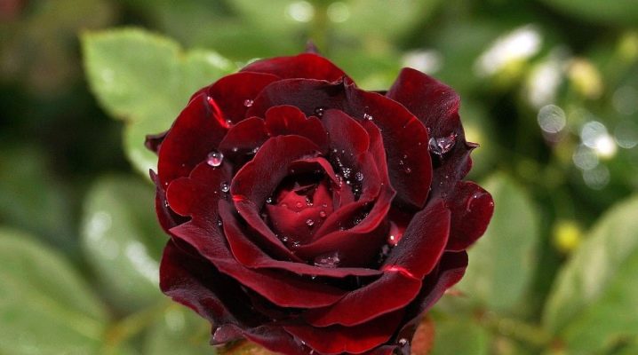Полиантовые Розы Фото И Описание