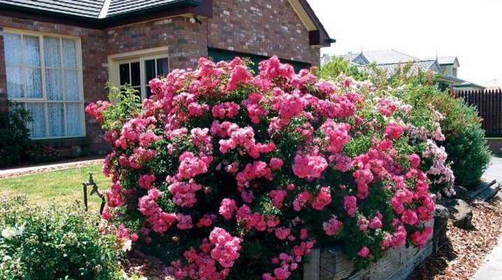 Почвопокровные Розы В Ландшафтном Дизайне Фото