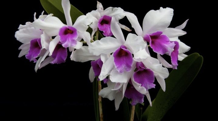 Как вылечить белый налет на орхидеи
