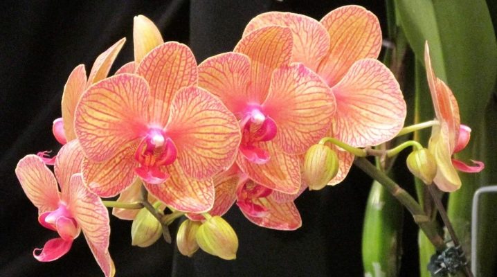 Орхидея Фаленопсис не цветет что делать?