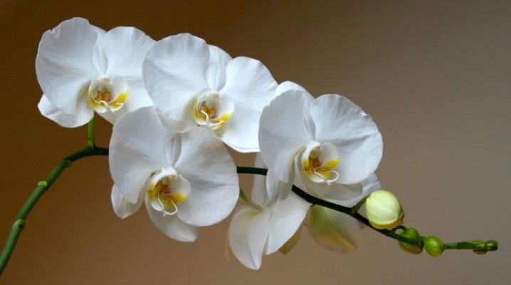 9 důvodů, proč orchideje Phalaenopsis žloutnou a opadávají spodní listy, a co dělat