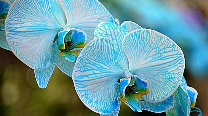 Phalaenopsis blue: popis a péče doma