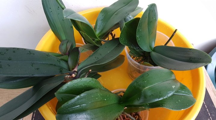 Zbavte se moučky na orchideji: jak vyléčit květinu z nemoci, jak se vypořádat se škůdcem a vynést ho doma, fotografie nemoci