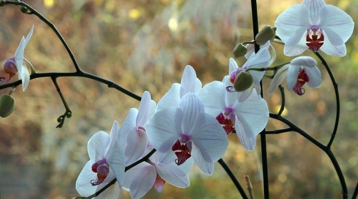 Jak rozlišit kořeny od stonků květin v orchideji: fotografie toho, jak vypadá šíp, když se poprvé objeví, tipy pro identifikaci mláďat a tipy pro péči o rostlinu