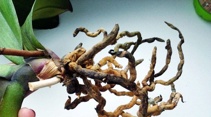 Как вылечить корни орхидеи