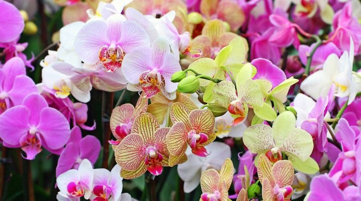 Орхидея Фото Цветов И Названия