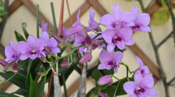 Орхидеи Уход Размножение Фото