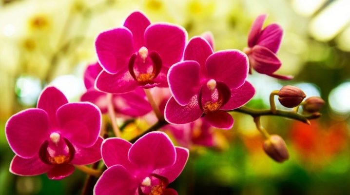 Информация о цветке орхидея