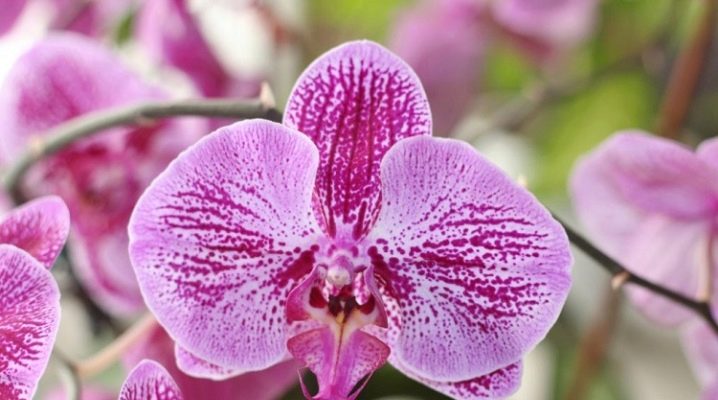 Орхидея сого пони