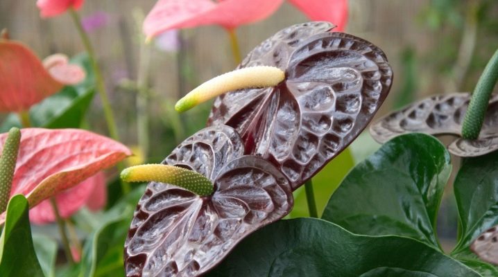 Anthurium choroby a škůdci na listech květů