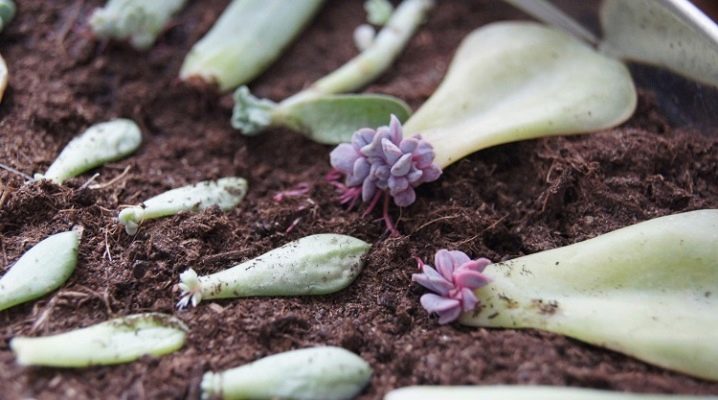 Jak se sukulenty množí doma: listy, řízky, semena