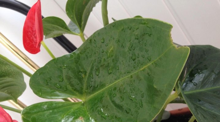 Nemoci listů Anthurium – jak léčit, proč zčernají a vysychají, co dělat?