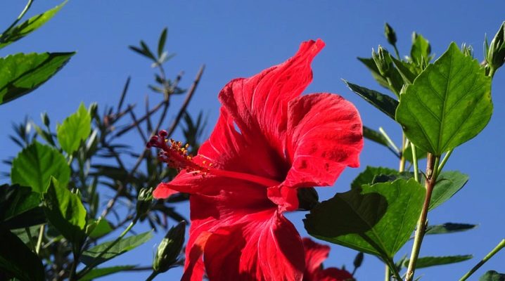 Гибискус Цветок Комнатный Фото Разновидности