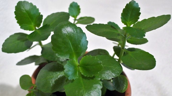 Каланхоэ – как заставить растение цвести в домашних условиях, видео