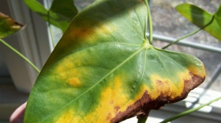 Цветок антуриум почему желтеют листья и как его вылечить