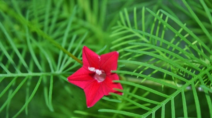 Ipomoea kvamoklit nebo cypřišová liana: vlastnosti pěstování a péče o rostlinu