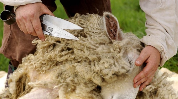 Nůžky na stříhání ovcí a beranů; pomocí zastřihovače