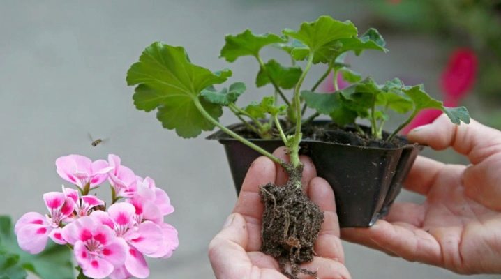 как посадить черенок герани без корней