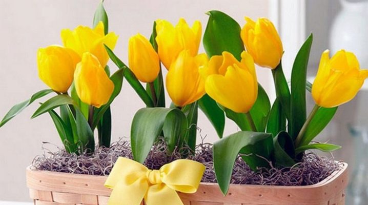 Можно ли тюльпаны выращивать дома как домашний цветок?