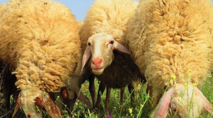 Молочные породы овец в россии. Условия разведения молочных пород овец