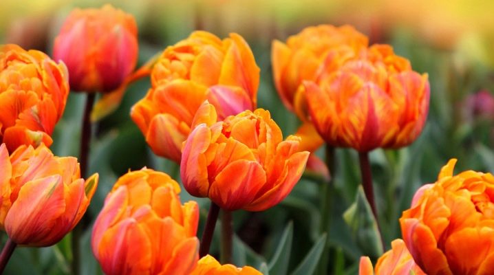 Оранжевые тюльпаны: популярные сорта, посадка и уход