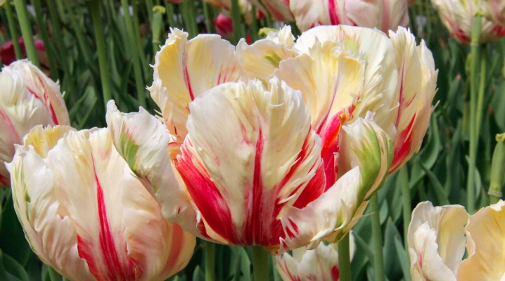 Попугайные тюльпаны: сорта, правила посадки и ухода