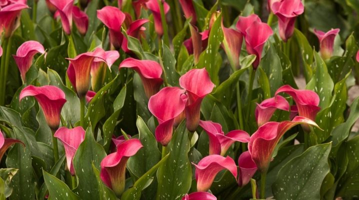 Калла 50 фото выращивание комнатного цветка в горшке Описание видов зантедескии красных и фиолетовых сортов