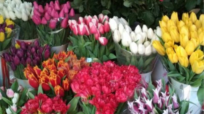 Nucení tulipánů: charakteristika