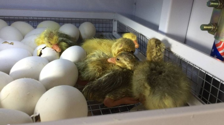 Инкубация утиных яиц в домашних условиях