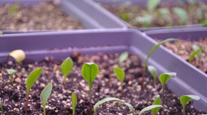 Выращивание лилий семенами купить розмарин семена
