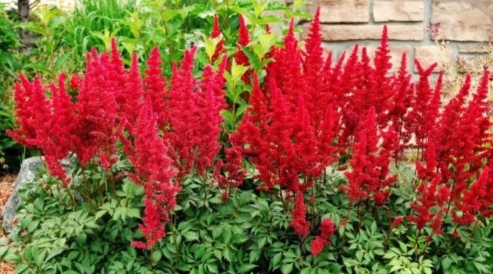 Астильба mighty red quin. Astilbe Mighty Red Quin (Майти Ред Куин)