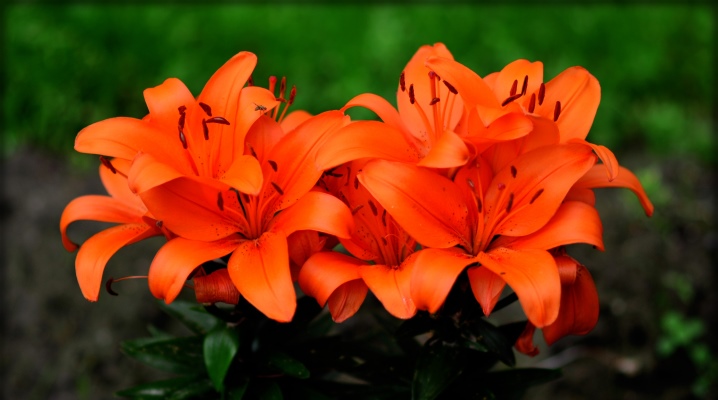 oranzhevye lilii opisanie populyarnyh sortov Домострой