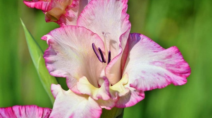 ne-cvetut-gladiolusy-prichiny-i-metody-ih-ustraneniya.jpg