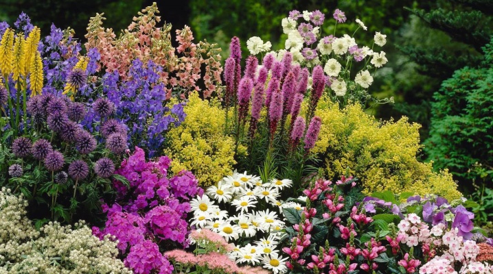 Фото Цветущих Цветов В Саду