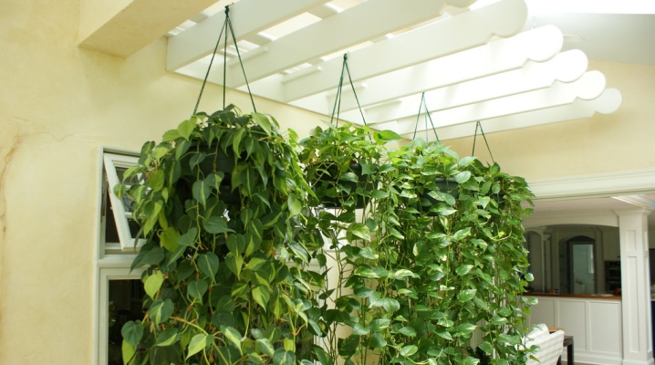 Ампельные комнатные растения: виды и секреты ухода