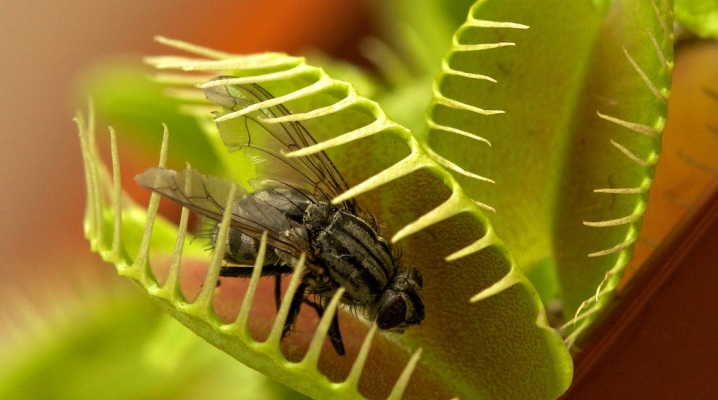 Как вырастить мухоеда из семян