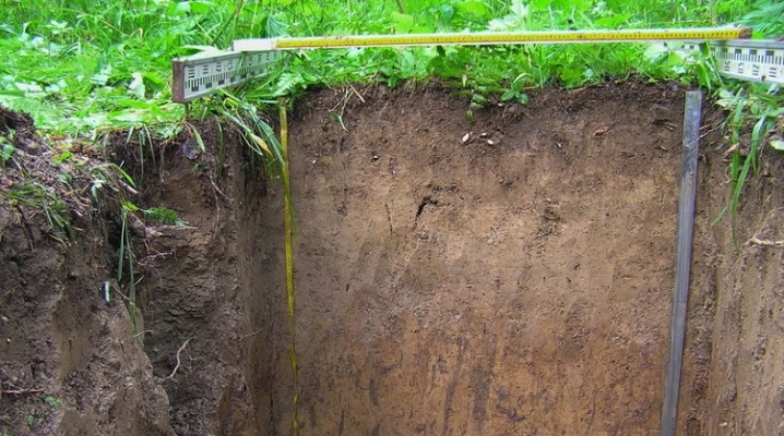 Sodno-podzolové půdy: podmínky vzniku, struktura, charakteristika, úrodnost