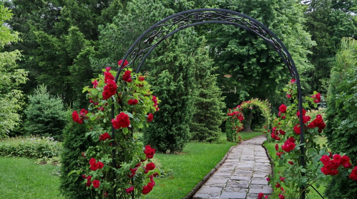 Розы В Саду Ландшафтный Дизайн Фото