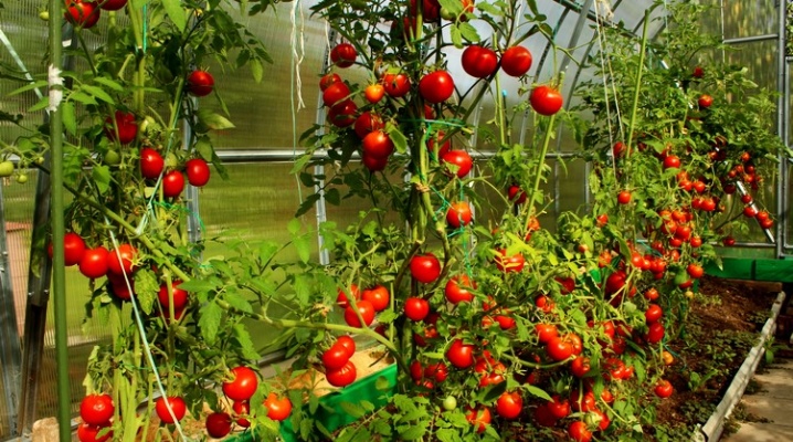 osobennosti shpaler dlya pomidorov 19