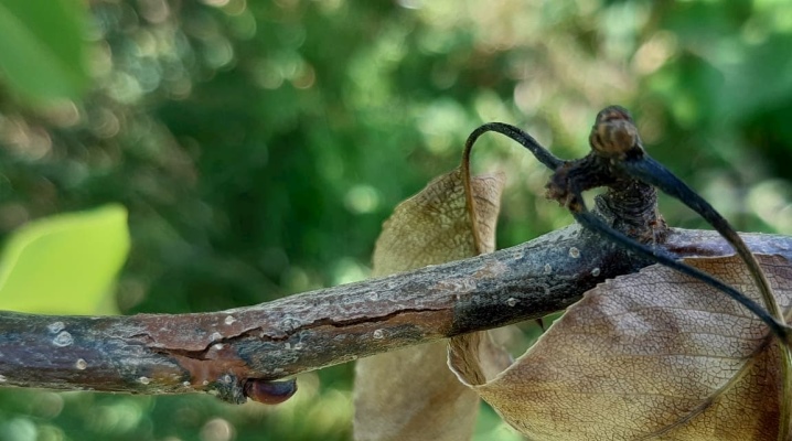 У груши бактериальный ожог листьев