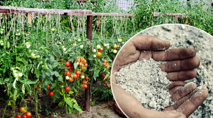Pravidla pro krmení rajčat popelem: kdy a jak hnojit rajčata