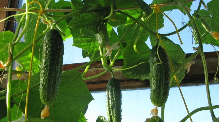 Jak krmit okurky ve skleníku – jaká hnojiva a kdy