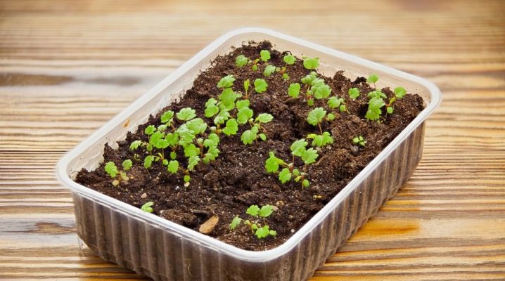 Семена клубники из клубники; выращивание в домашних условиях: рассада и посадка
