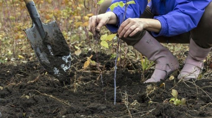 Kdy a jak zasadit maliny na podzim na Sibiři a dalších regionech?