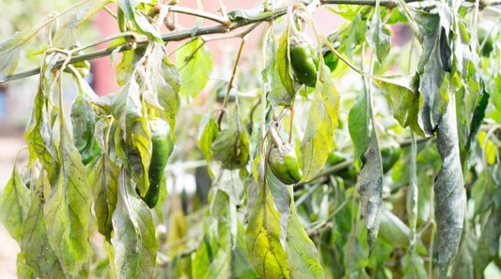У перцев опадают листья: что делать для спасения своих посадок и предотвращения проблем